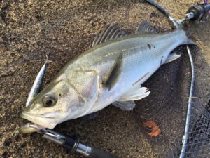 シーバスが捕食するベイトフィッシュ