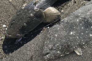 マゴチとヒラメの5つの釣り分け方