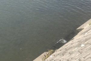 ハクパターンのシーバス攻略