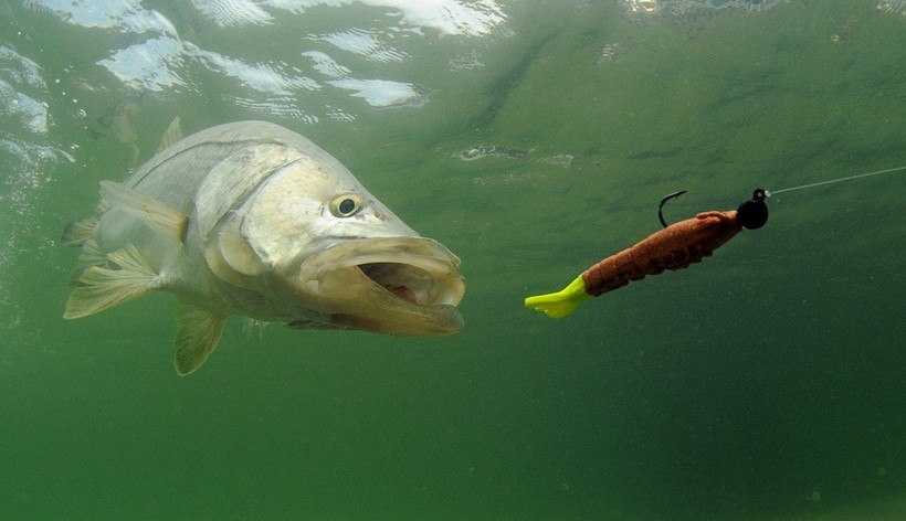 シーバスの食いが浅い時の15のショートバイト対策 釣りの教科書
