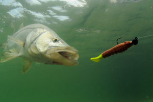 ルアーで釣れる主な魚
