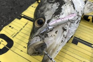 全14種類のシーバスのシーズナルパターン