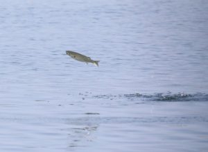 ボラが跳ねる（ジャンプ）とシーバスが釣れない理由