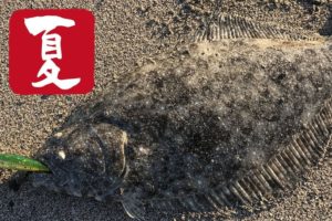 夏のヒラメ釣りとルアー選択