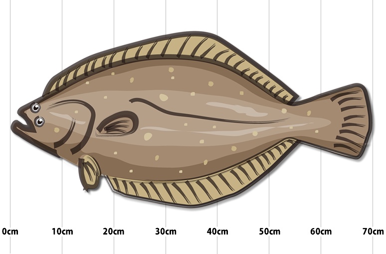 座布団ヒラメのサイズと釣り方 – 釣りの教科書