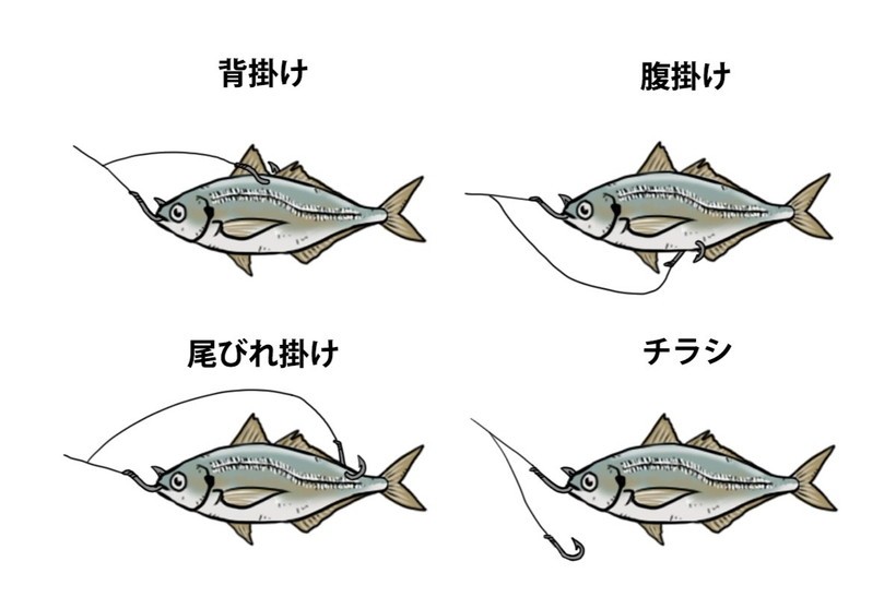 生き餌のつけ方 泳がせ釣り 釣りの教科書