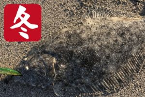 冬のヒラメ釣りとルアー選択
